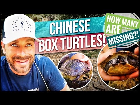 Did we LOSE some Chinese Box Turtles?