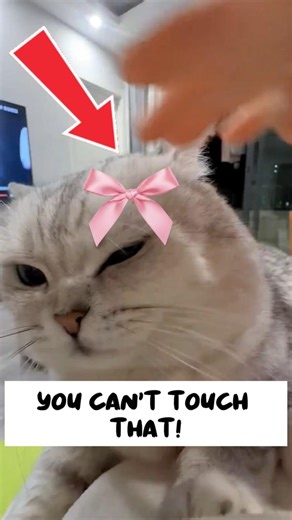 You Can't Touch That! #shorts