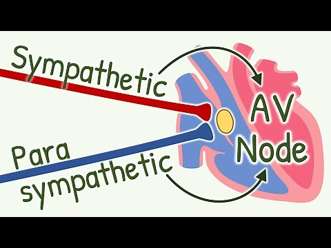 MIND BLOWING Effects of Parasympathetic and Sympathetic Activation on Impulse Conduction in AV Node