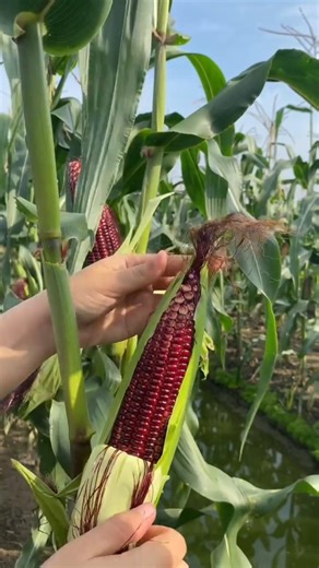 Harvesting Maize Corn 🌽🌽🌽 #gardening #agriculture #farmer #farming #satisfying