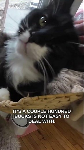 Toebean Cat Cafe is back open after vandals struck