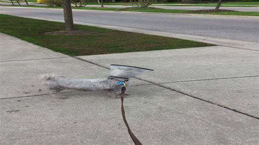 Adorable Pup in Cone Howling for Attention Goes Viral