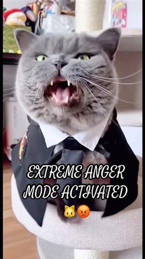 EXTREMELY ANGRY Simba Cat 😾🔥 | When the Beast Mode Activates #shorts