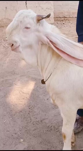 King Of King Alhumdulilah 👑 Pure Class Kapla Male Breeder 🐐 26 Inches Ears Lenght 10 Months Age 💥 Haqqi Goat Farm 03442915998 #cute #fyp #reelsfb #fypシ゚viralシ #reelsfbシ #viralreels #fbreels #fbreelsvideo #reelsfypシ #reels2023 #fypシ゚viral #trendingreels #trend #trending #goats #goatlife #GOAT #fypシ゚ #photochallenge | Haqqi Goat Farm