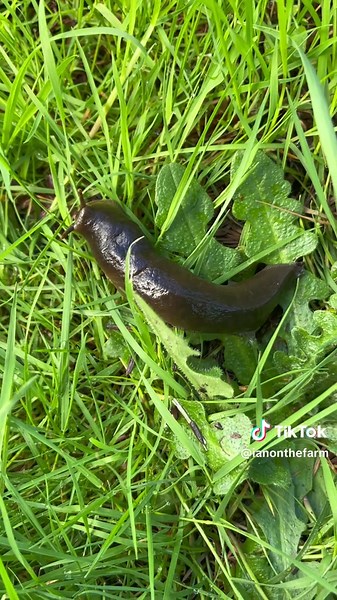 Exploring Giant Banana Slugs in Farmlife
