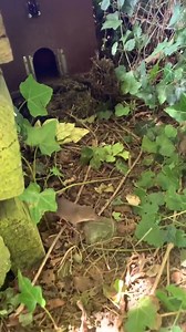 Remember our orphaned common shrews? We're pleased to announce they have successfully gone for release in a lovely damp, insect rich compost heap. 🐜🪰 We wish them all the best for their life in the wild 🐾 | Secret World Wildlife Rescue