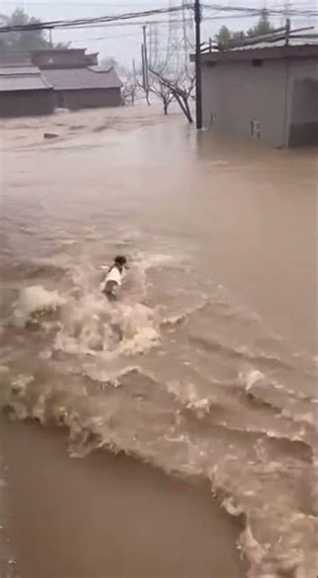 Heartwarming Rescue: Dog Saves Hedgehog in Flooding Waters #AnimalRescue #HeroicDog #FloodStory
