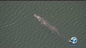 Witness saw gator drag woman into Florida lake, police say
