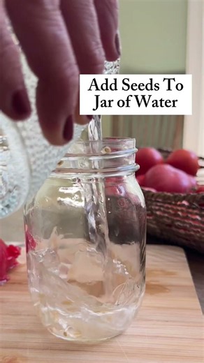 Don’t let your tomatoes go to waste! Here’s how to save your seeds🍅#garden #tomato #seedsaving