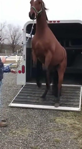Just Another Horse Unloading