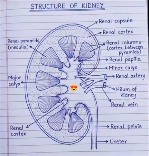 structure of kideny diagram