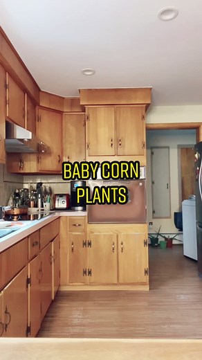 Easy Tips for Growing Corn at Home