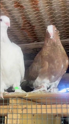 💯 Pigeon Farming 101 – Beginner's Guide! #pigeons #pigeon #pigeon101