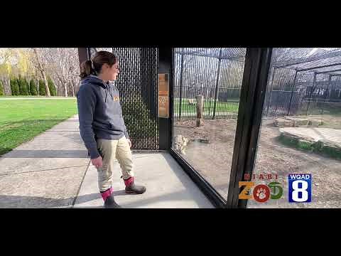 All about the snow leopard (for kids!)