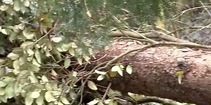 ‘If you don’t laugh, you’ll cry’: 10-plus trees fall on woman’s home in winter storms