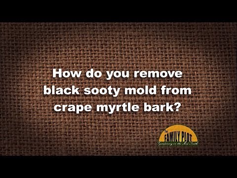 Q&A – How do you remove black sooty mold from crape myrtle bark?
