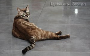 Charcoal bengal cat genetic