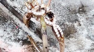 We’re back with another jewelry restoration! 💍⚒️ This week, we did a full gemstone setting for this gorgeous ruby ring. 💎❤️ | My Jewelry Repair