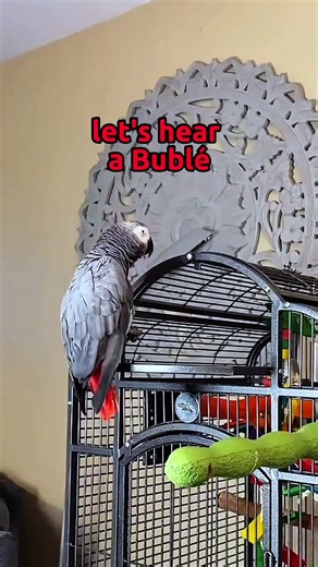 Our African Grey, Gizmo, had a power delay 🪫😅 #talkingparot #funnyparrot