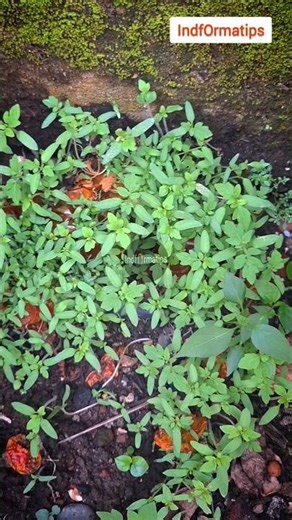 ROTTEN TOMATO SEEDLINGS FOR HOME GARDENING #tomato #tomato #tomatoplant #sowing #sowingmethod