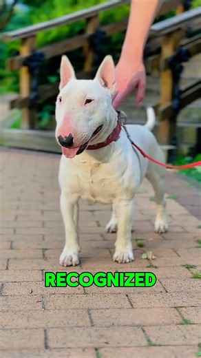Bull Terrier variants dog 🔥#dogs #shortsfeed #shorts