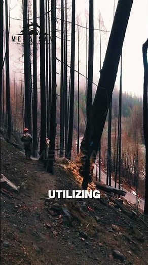 Safety Operations in Fire-Damaged Forest