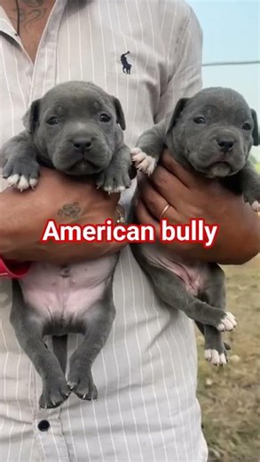 #americanbully #dogfarm #kennel #adoption