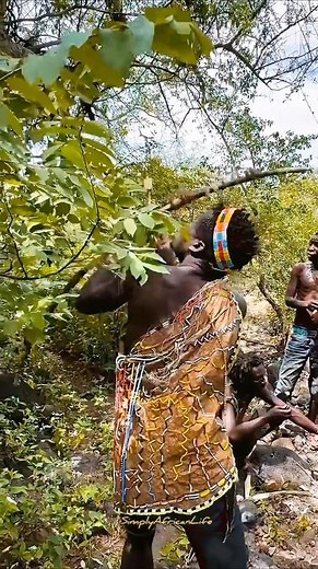 A Surprise in the Tree… The Hunters Can’t Believe Their Eyes!