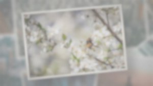 How Long Do Cherries Last in the Fridge?