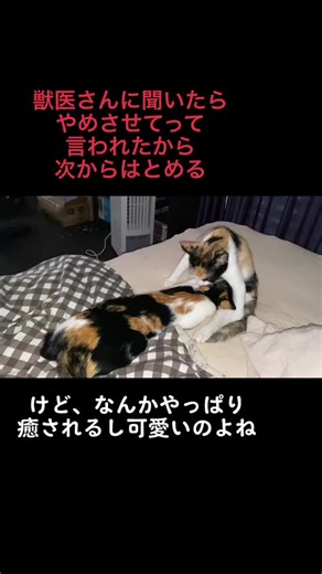 メイの母乳飲んでる？#保護猫のいる暮らし #メイルナ #ミケ猫 #三毛猫 #妊婦 #子猫
