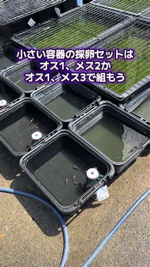 #メダカ #メダカの飼い方 #メダカ卵の取り方 #メダカ採卵方法 #産卵セットの組み方
