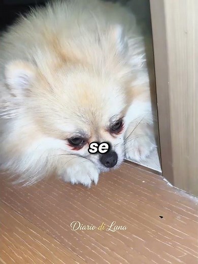 🌸🐶 The Dog That Picked Flowers To Save His Little Master