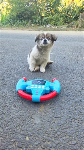 Remote Control Real Dog 🐕 Unboxing And Testing 😱 #dog