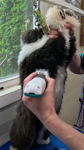 "Adorable Havanese Haircut & Ear Hair Removal" ‪@ThePawSpaLLC‬ #grooming #cute