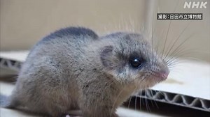 天然記念物 ニホンヤマネが愛らしい姿 大分 日田