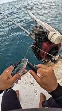 PREPARANDO UMA ISCA DA SARDINHA EM ALTO MAR #diegopescador #diegopescador #pesca