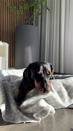Watch my puppy fight to stay awake after a big walk