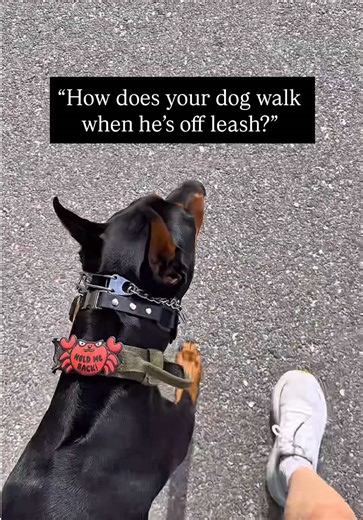 Effective Dog Training Techniques for Dobermans