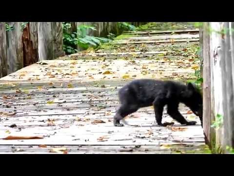 野生の子熊、こんな声で鳴くんです。（４Ｋ）