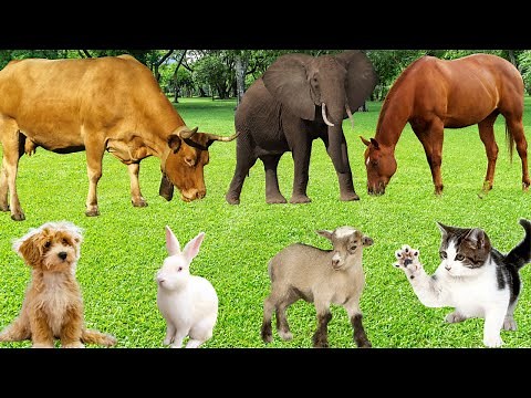 Farm Animal Diets: Cow, Chicken, Pig, Horse, Duck, Sheep, Rabbit, Dog, Cat-Animal Sounds