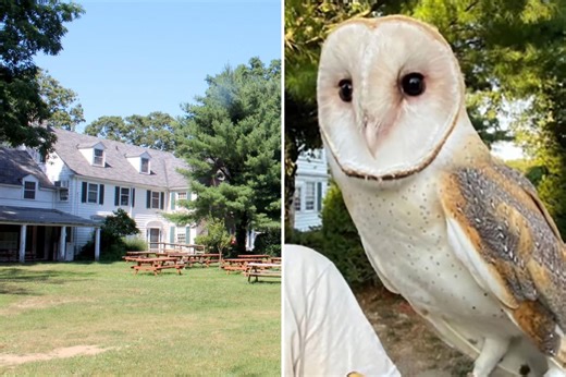 Beloved Long Island barn owl Nebula still missing after 3 weeks with ‘no credible sightings’