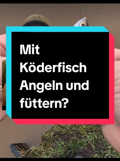 Fishing with Live Bait: Tips for Catching Pike