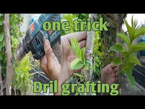 Drill grafting simple and easy | Drill grafting | drill grafting fruit trees | grafting one trick