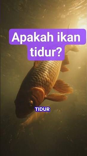 Do fish sleep? Unique fish facts. Unique animal facts.