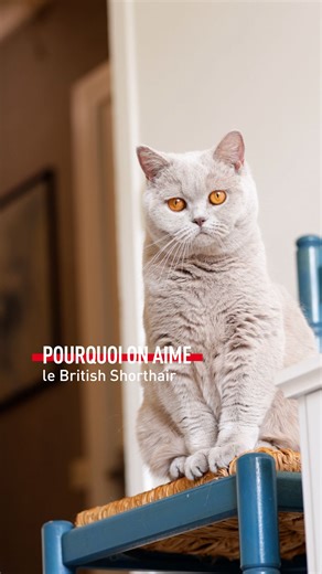 Le British Shorthair est un chat apprécié pour sa rondeur et sa douceur 🐱 🇬🇧 D'origine britannique, cette race est reconnue pour son caractère calme et observateur. 🐈 Souvent décrit comme paisible, le British Shorthair possède une fourrure dense et douce, un corps massif et musclé, ainsi que des yeux grands et expressifs. 💕 Ce qui distingue vraiment le British Shorthair, c'est sa rondeur et sa nature tranquille. ➡️ Le British Shorthair nécessite une alimentation équilibrée pour rester en bo