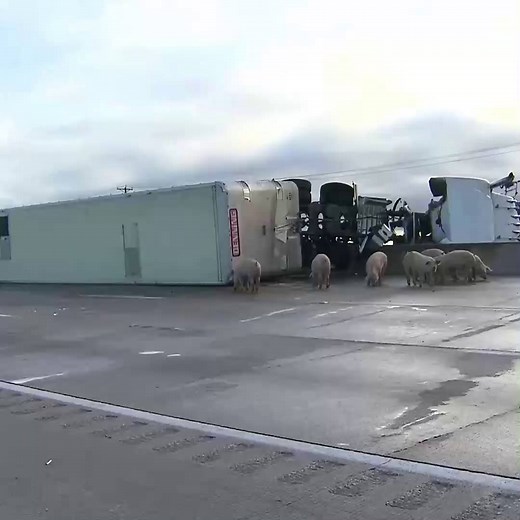 An 18-wheeler carrying about 200 pigs crashed during rush hour on Interstate 45 outside Dallas, closing the roadway in both directions and sending hogs loose on the highway: http://cbsn.ws/2t5n9oY | CBS News