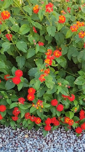 These flowers are all Lantana Camara but different varieties. #lanatanacamara #lantanacamaravarieties #lantanacamaraflowers | Jezlyn Joie