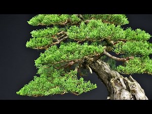 Cupressus Sempervirens bonsai - Francesco Santini