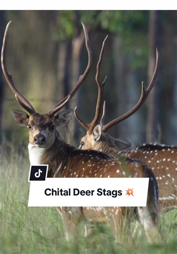 Chital Deer Stags Encounter During Australian Bowhunting