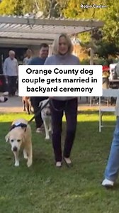 Orange County Labrador Retrievers Max and Byrdie tied the knot this weekend after falling in love at a local park. Their owners decided to put a leash on the relationship this weekend with a backyard wedding ceremony in Newport Beach. Max was suited up in his best tuxedo collar, while Byrdie was wearing a beautiful wedding dress and tutu combination. | CBS LA